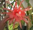 Orange Epiphyllum/Orch​id Cactus Tele Cutting