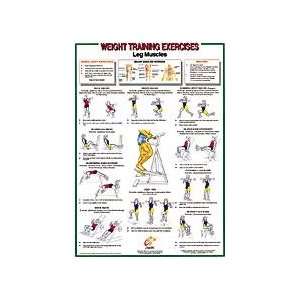  Leg Muscles Chart