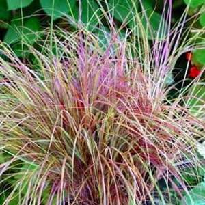  Sirocco Grass 10 Pellitized Seeds, Each Containing 6 8 Seeds   Stipa 
