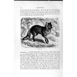  CARNIVORE NATURAL HISTORY 1893 94 AZARA DOG CRAB EATING 
