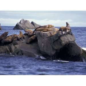 Stellar Sea Lions On Rocks, Kenai Fjords National Park, Alaska, USA 
