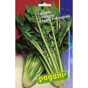  Pagano 1404 Chicory (Cicoria) Catalogna Cut Seed Packet 