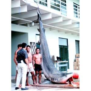  Dead Shark. 14 Foot, 1200 Pound Tiger Shark Caught in 