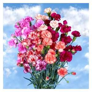 Novelty Color Spray Carnations 300 Grocery & Gourmet Food