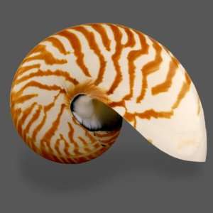 Chambered Nautilus Shell