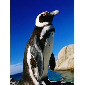  African (Jackass) Penguin (Spheniscus Demersus), Boulders 