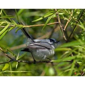  Blue gray Gnatcatcher