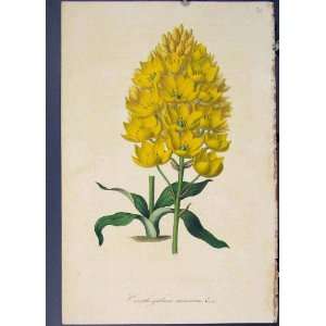 Flora Fauna Flower Colour Antique Print Fine Art 1855 