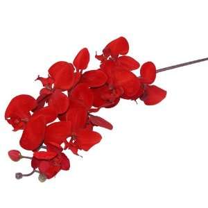  Red Velvet Orchid