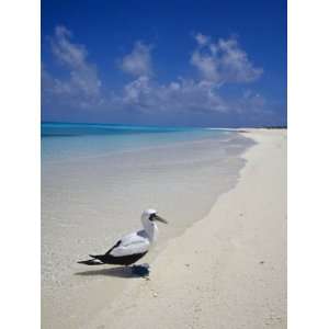  Masked Booby on the White Sandy Beach of a Remote Tropical 