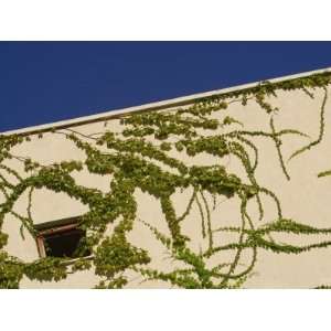  Vines Snaking Along an Exterior Wall, Turkey Photographic 