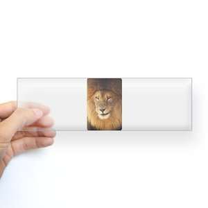  Bumper Sticker Clear Male Lion Smirk 