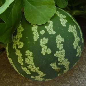 15 Seeds, Watermelon Citron Red Seeded (Citrullus lanatus) Seeds By 