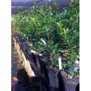  Camellia Sinensis Green Tea Plant ~ Gallon Size Patio 