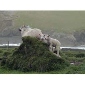  Sheep   Dingle Peninsula   Co. Kerry   Ireland, Limited 