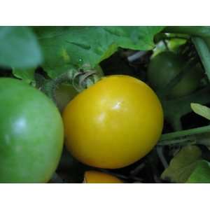  Yellow Perfection Tomato Patio, Lawn & Garden