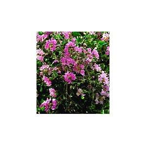 Crape Myrtle Petite Orchid Five Gallon  Grocery & Gourmet 