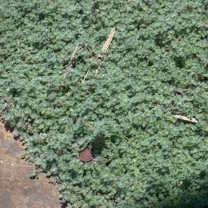    Thymus pseudolanuginosus, Wooly   Thyme Patio, Lawn & Garden