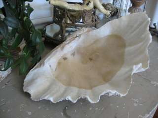   Real CLAM SHELL Perfect Decor~Nice Shapely Scallops Nice Size  