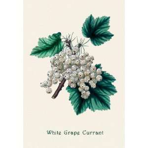  White Grape Currant 28x42 Giclee on Canvas