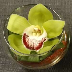 Single Green Cymbidium Orchid Arrangement Great Mothers Day Gift 