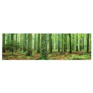  Green Forest Trees Nature Scenic Landscape Poster 12 x 36 