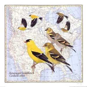    American Goldfinch   Poster by David Sibley (18x18)