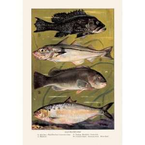   Exclusive By Buyenlarge Saltwater Fish #3 20x30 poster