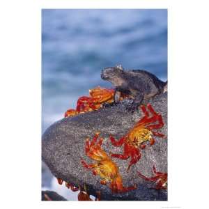  Marine Iguana & Sally Lightfoot Crabs, Mosquera Island 