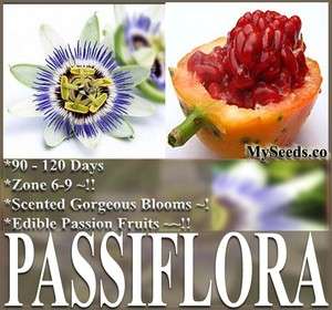15 Passionfruit Passion FRUIT Blue Flower Seeds Passiflora caerulea 