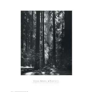  Ansel Adams   Redwoods Founders Grove