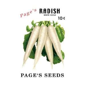  Exclusive By Buyenlarge Pages Radish White Icicle 20x30 