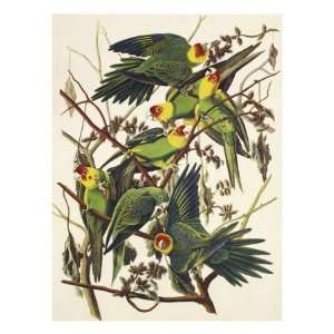   Giclee Poster Print by John James Audubon, 12x16