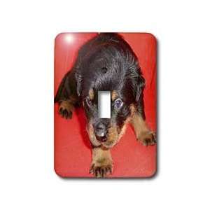 Photography   Rottweiler Puppies   Cutie.   rottweiler, rottweilers 