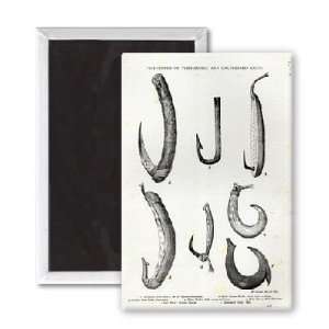 Fish hooks of Prehistoric and Uncivilised   3x2 inch Fridge Magnet 