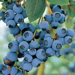 Blue Crop Blueberry Plant   Large/Delicious/Midseason  