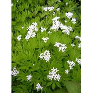 20 SWEET WOODRUFF ASPERULA Galium Odoratum Flower Seeds 