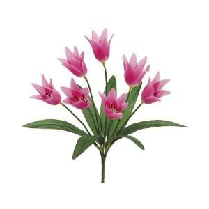   Imperial Crown Tulip Bush x7 Cerise (Pack of 12) Patio, Lawn & Garden