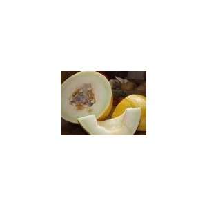 Todds Seeds   Melon   Casaba, Golden Beauty Melon Seed, Sold by the 