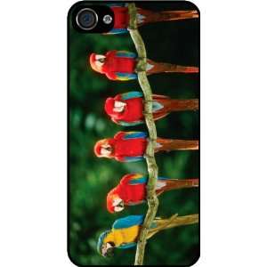 Red and Blue Parrots on Branch Black Hard Case Cover for Apple iPhone 