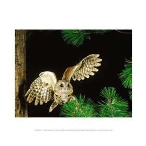  Liebermans PPBPVP0417 Owl Flying 10.00 x 8.00 Poster Print 