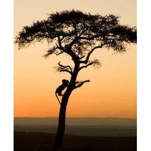 The Wild Animals on Safari in the Masai Mara Kenya Africa   Peel and 
