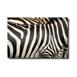    Zebra Stripes Masai Mara Kenya Africa Giclee Print