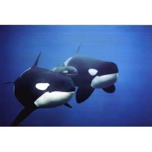 Killer Whales   Poster (36x24)