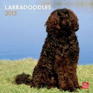  Labradoodles 2013 Wall Calendar 12 X 12