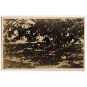  Reprint Laurel Tree in Santa Fe, Isla de Pinos