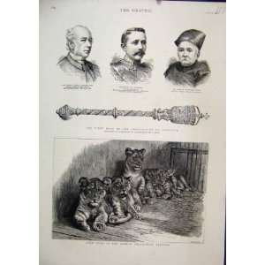   1887 Lion Cubs Dublin Zoological Gardens Mace Brighton
