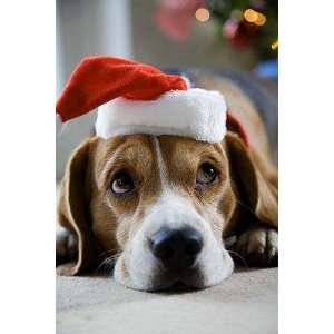  Beagle Wearing a Santa Hat   Peel and Stick Wall Decal by 