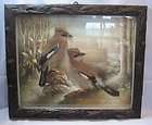 Very Large Black Forest Antique Diorama of Blue Jay Birds German c 
