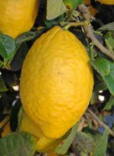 citron citrus medica 5 seeds the citron citrus medica grows as a shrub 